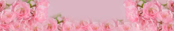 정원에 아름다운 장미꽃 아름다운 원추형의 — 스톡 사진