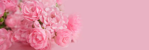 Schöne Rosenblüte Garten Rose Blume Hintergrund Rosen Blühen Schöne Rose — Stockfoto