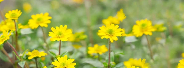 flower yellow Flower garden. flower at spring day. beautiful flower. Banner. copy space