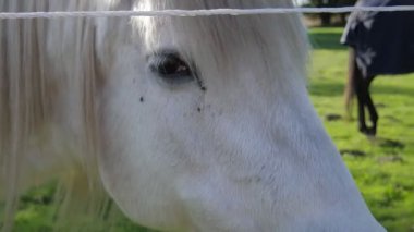 Yeşil doğanın arka planında beyaz bir atın ağızlık sesi. Beyaz atın gözü.