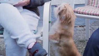 bbq. Aile tatili. Köpek barbekü istiyor.