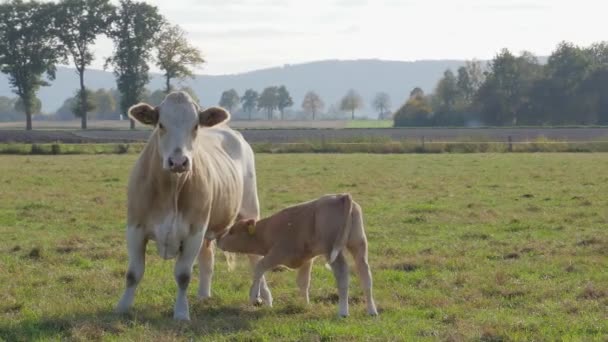 附近有一头可爱的奶牛和一头小牛犊在喝牛奶 美丽的风景 自制的牛奶 — 图库视频影像