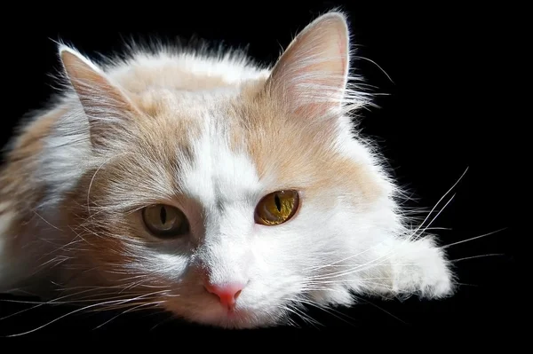 beyaz kedi