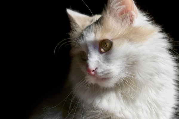 Cat white — стоковое фото