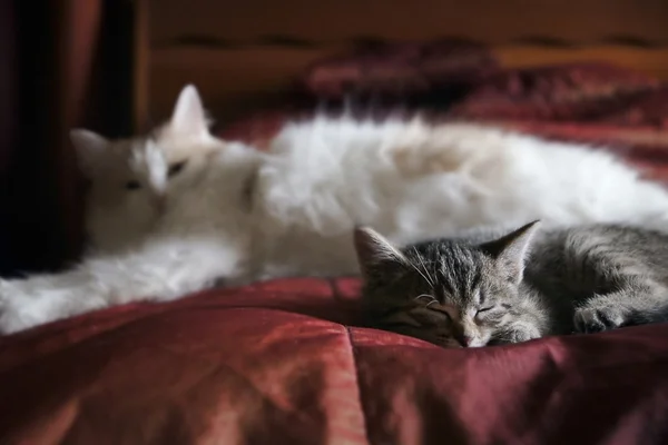 Gatito y gato descansando — Foto de Stock