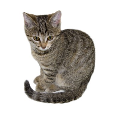 Gri kedi yavrusu