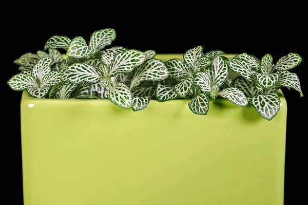 kapalı bitki fittonia.