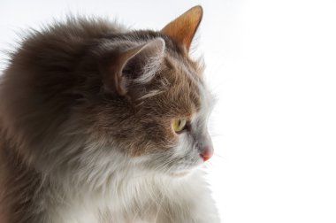 Kedi beyaz-kırmızı