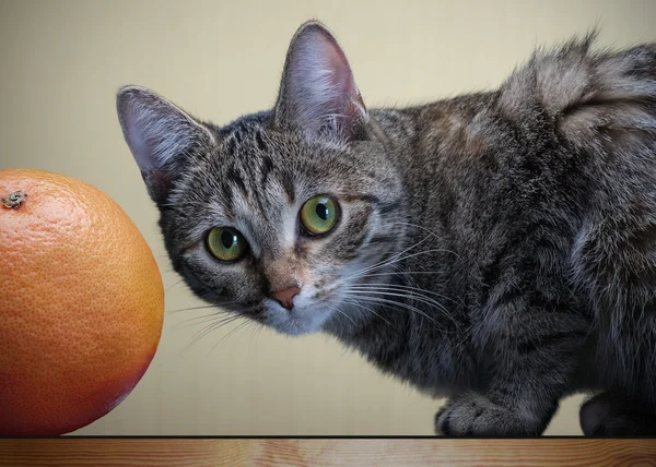 Kedi ve greyfurt
