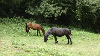 Ormanın kenarındaki bir otlakta otlayan iki güzel at.