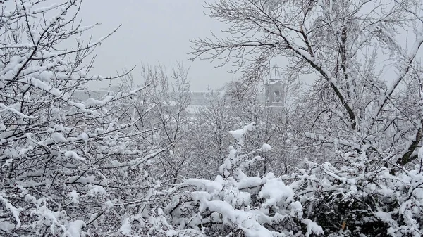 Winterlandschaft Mit Schneebedeckten Bäumen Und Einem Kirchturm Hintergrund — Stockfoto