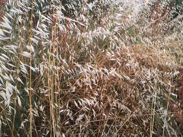 Dry Grass Wild Oats Field Fall Season Edge Forest — Stock Photo, Image