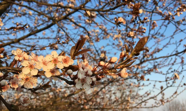 Tak Van Cherry Bloemen Het Voorjaar Bloei Zonsondergang Achtergrond — Stockfoto