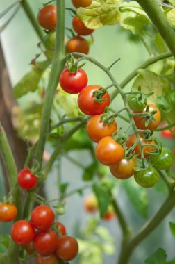 Domatesler bahçede