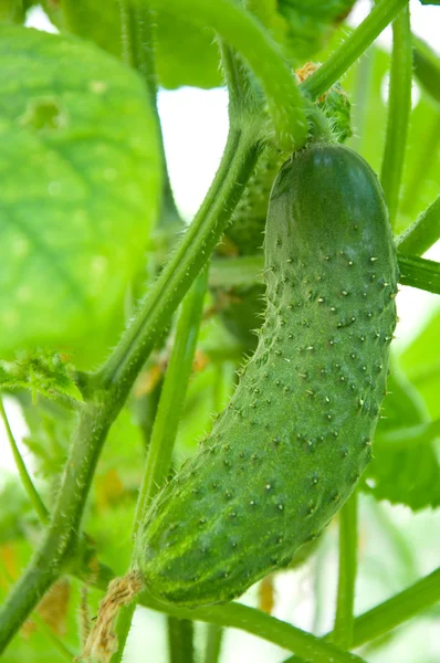 Growing cucumber in the garden — Stock Photo, Image