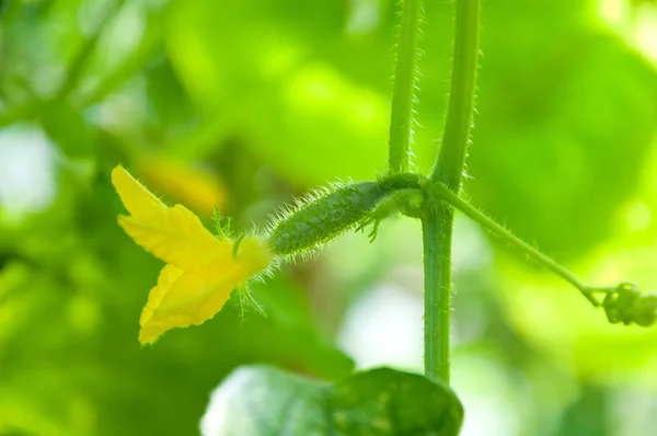 Pequeno pepino em crescimento no jardim — Fotografia de Stock