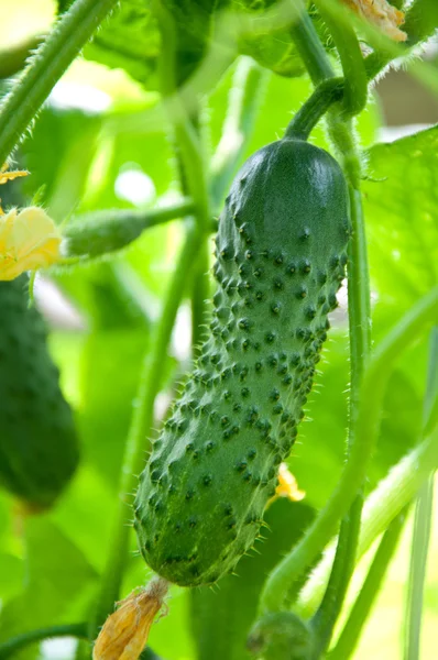 Growing cucumber in the garden — Stock Photo, Image