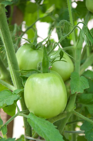 Tomatoes in the garden — Stock Photo, Image