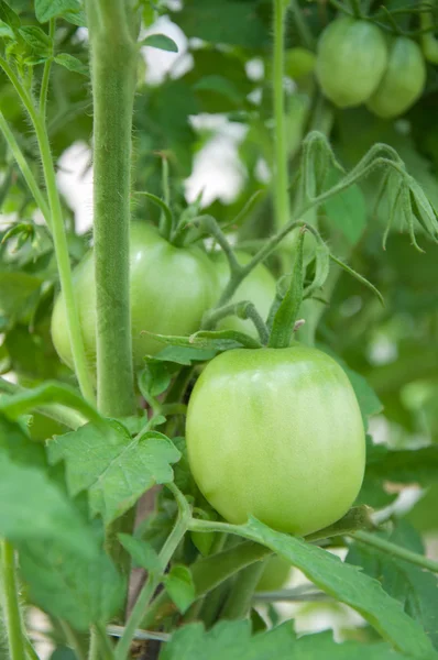 Tomatoes in the garden — Stock Photo, Image