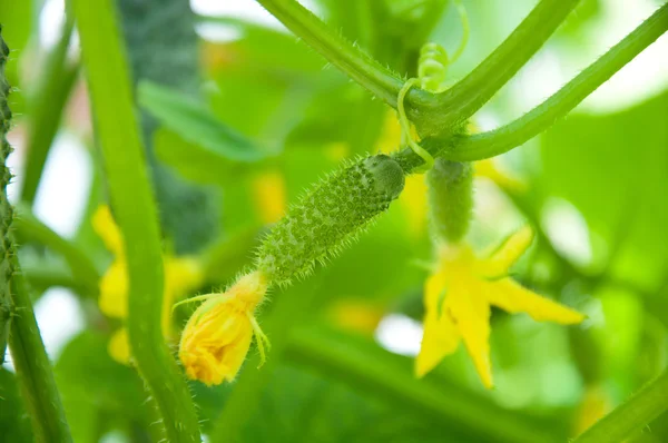 Pequeño pepino en crecimiento en el jardín —  Fotos de Stock