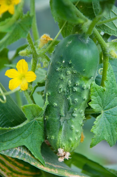 Cucumbers growing in the garden — Stock Photo, Image