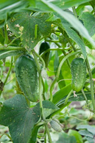 Komkommers groeien in de tuin — Stockfoto