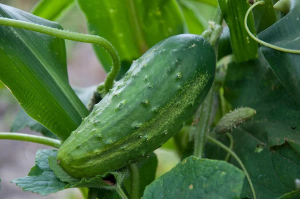 Cucumbers growing in the garden — Stock Photo, Image