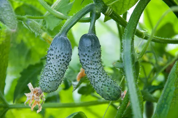 Crescente pepinos no jardim — Fotografia de Stock