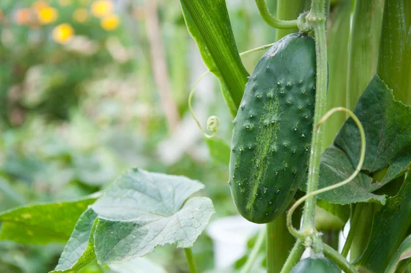 Komkommers groeien in de tuin — Stockfoto