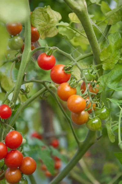 Tomates en el jardín —  Fotos de Stock