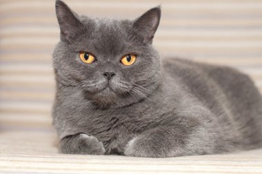 Divan İngiliz kedi