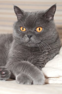 Divan İngiliz kedi
