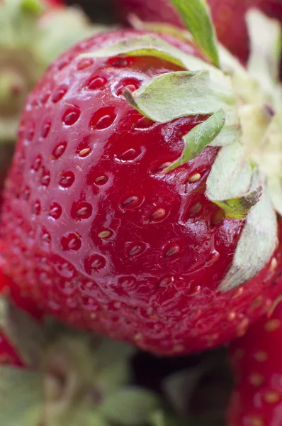 Dettaglio primo piano di una fragola rossa fresca con foglie — Foto Stock