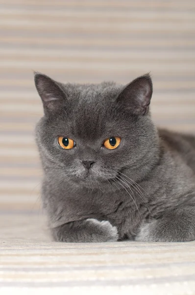 British cat on the sofa