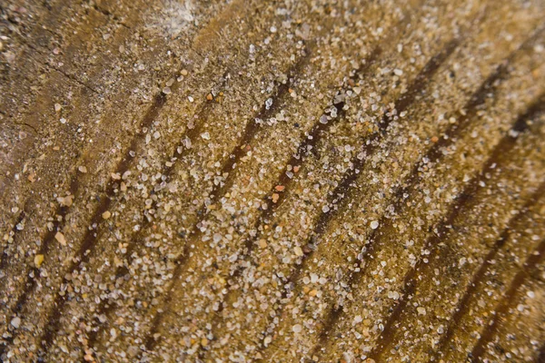 Macro texture of wood — Stock Photo, Image