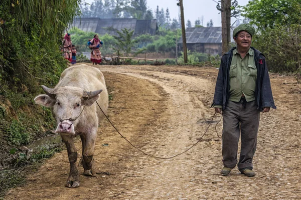 Agricultor caminhando seu búfalo albino ao longo da estrada da montanha . — Fotografia de Stock