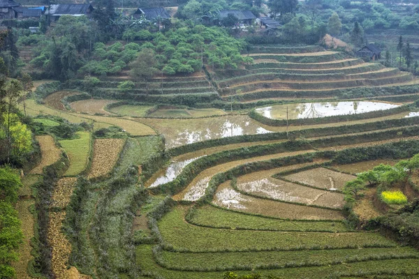 Dry and wet terraced rice paddies in winter landscape.