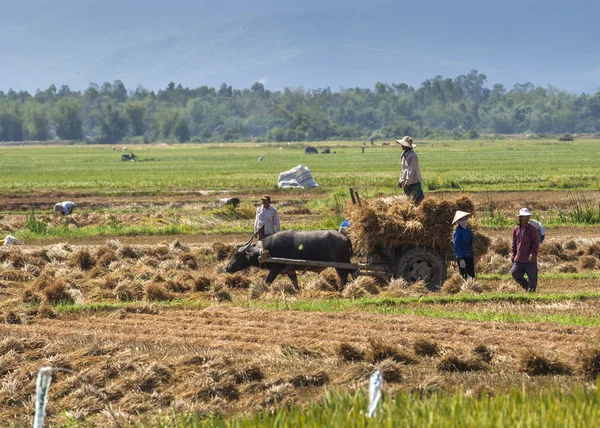 Carga de paquetes de paja de arroz en un carro tirado por búfalos . —  Fotos de Stock