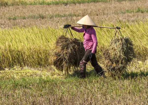 Woman in pink shirt carries two heaps of rice straw on shoulder — Stock Photo, Image