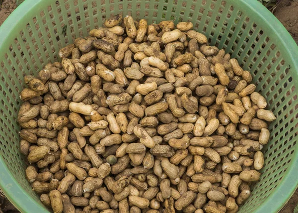 Green basket filled with freshly harvested peanuts. — Stock Photo, Image