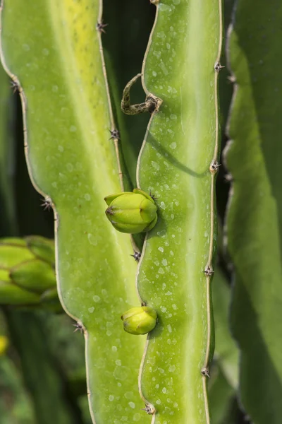 Le début du développement du pitaya ou fruit du dragon i — Photo