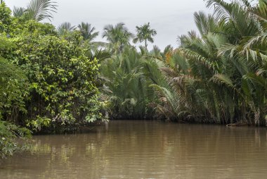 Orman mekong delta, vietnam Kanallar overgrows.