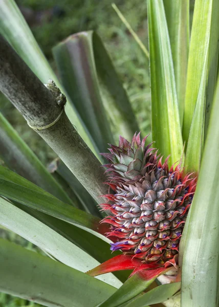 Un frutto fiorito di ananas sulla pianta . — Foto Stock