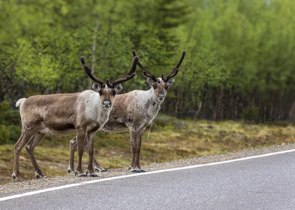 Duas renas prontas para atravessar a estrada na Lapónia . — Fotografia de Stock