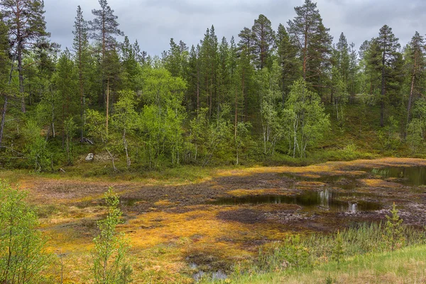 Marismas en el norte de Laponia durante el verano . — Foto de Stock