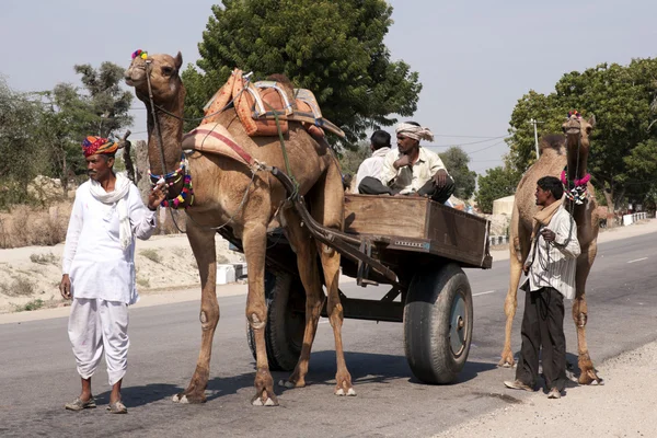 Två lydiga hundar sitta på kommandoΡατζαστάν, Ινδία - Φεβρουαρίου 2011 - χαρακτηριστικό μεταφορών με μια καμήλα στο Ρατζαστάν. — Φωτογραφία Αρχείου