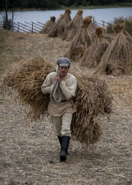 kizhi - 30 Ağustos 2010 - Rusya Kuzey Rusya'da küçük çiftlikte buğday elle hasat.