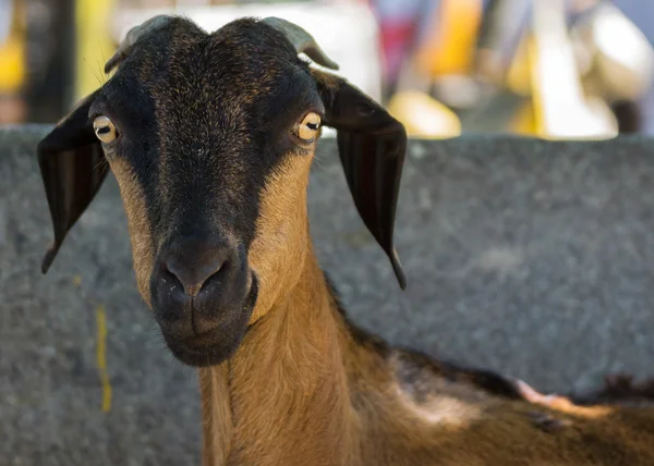Close-up of Goat\'s face.