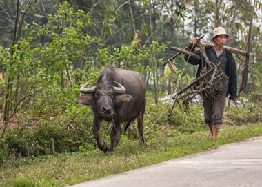 çiftçi ve yol yürüyüş buffalo ile kırsal sahne.
