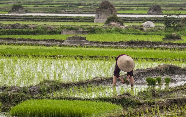 Mujer soltera plantando arroz en arrozal . —  Fotos de Stock